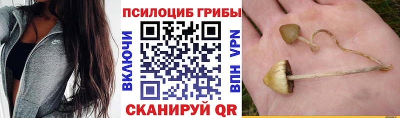 Купить  Оха  Псилоцибиновые грибы прущие грибы 